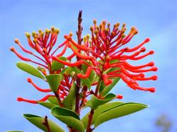Buisson ardent chilien (Chilean fire-bush)