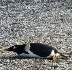 Peux pas voler ; seuls les pingouins de l'hémisphère nord volent