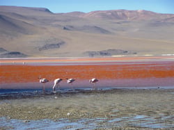 Avec flamants