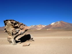 Arbol de piedra