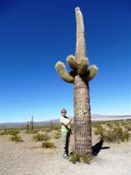 Un cactus peut mesurer 10 m
